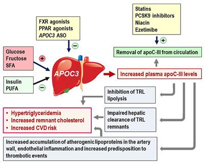 The Roles of ApoC-III on the Metabolism of Triglyceride-Rich Lipoproteins in Humans